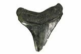 Serrated, Fossil Megalodon Tooth - South Carolina #150028-2